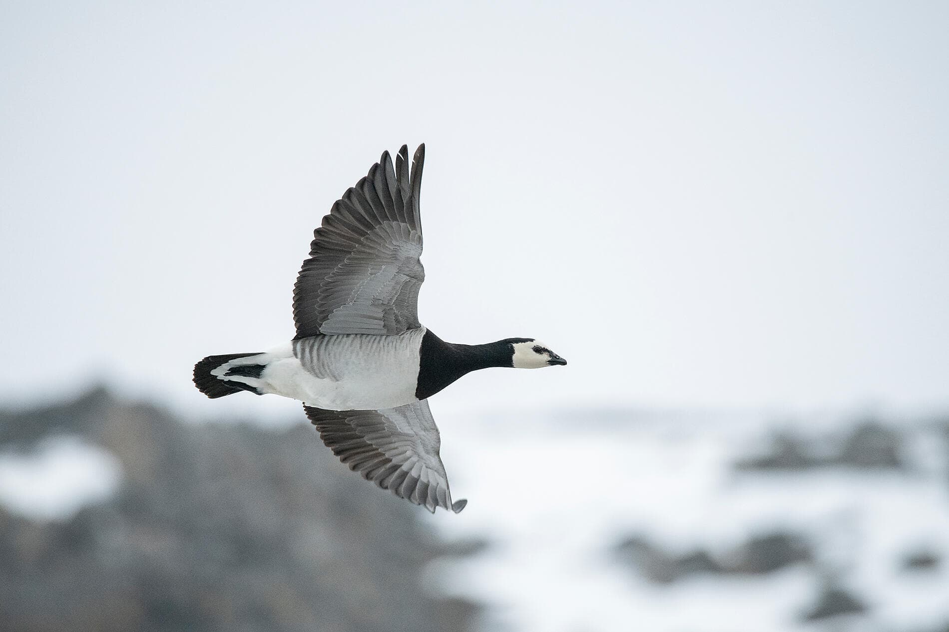 Fjords et glaciers du Spitzberg  