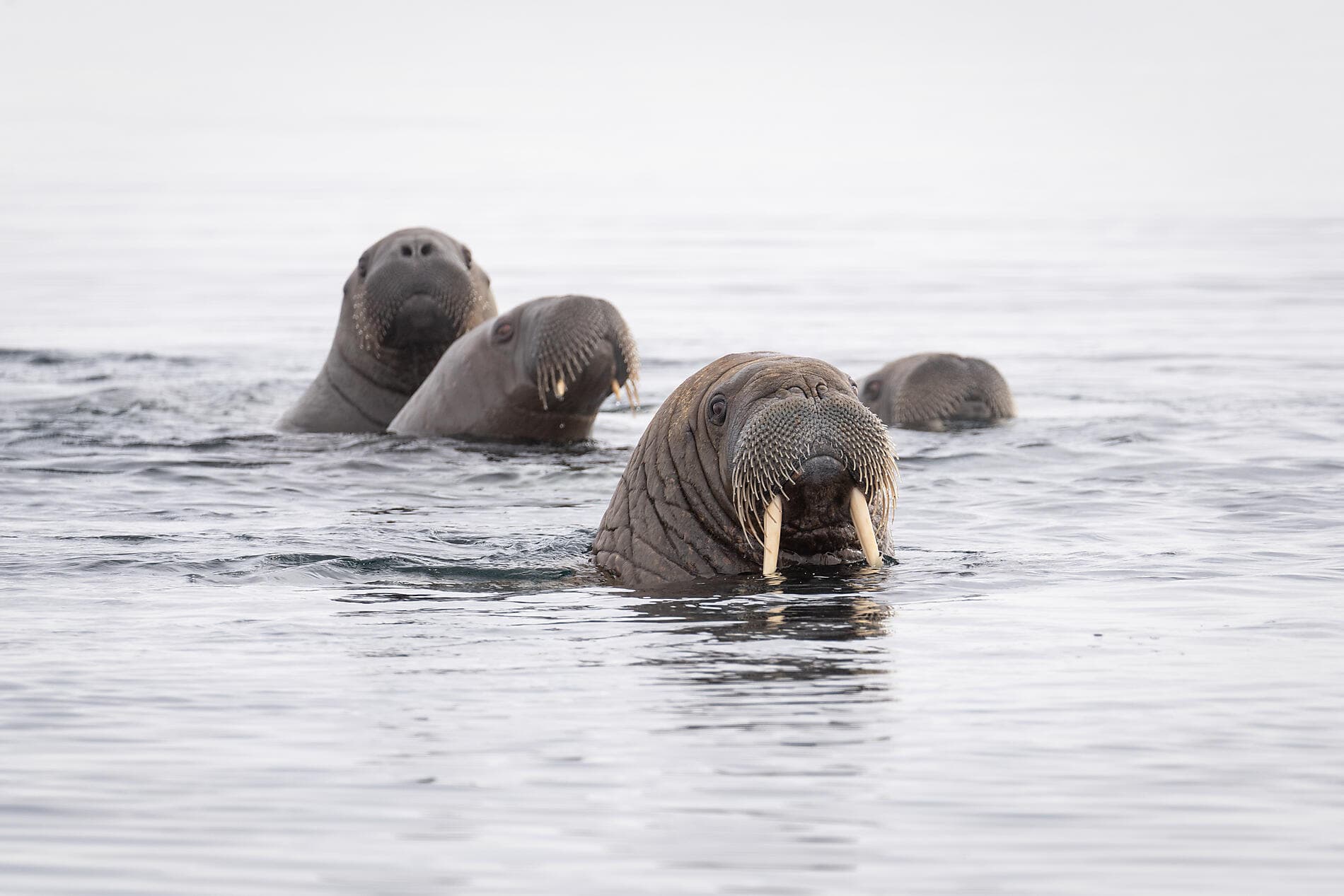 Au cœur des glaces de l'Arctique, du Svalbard au Groenland 