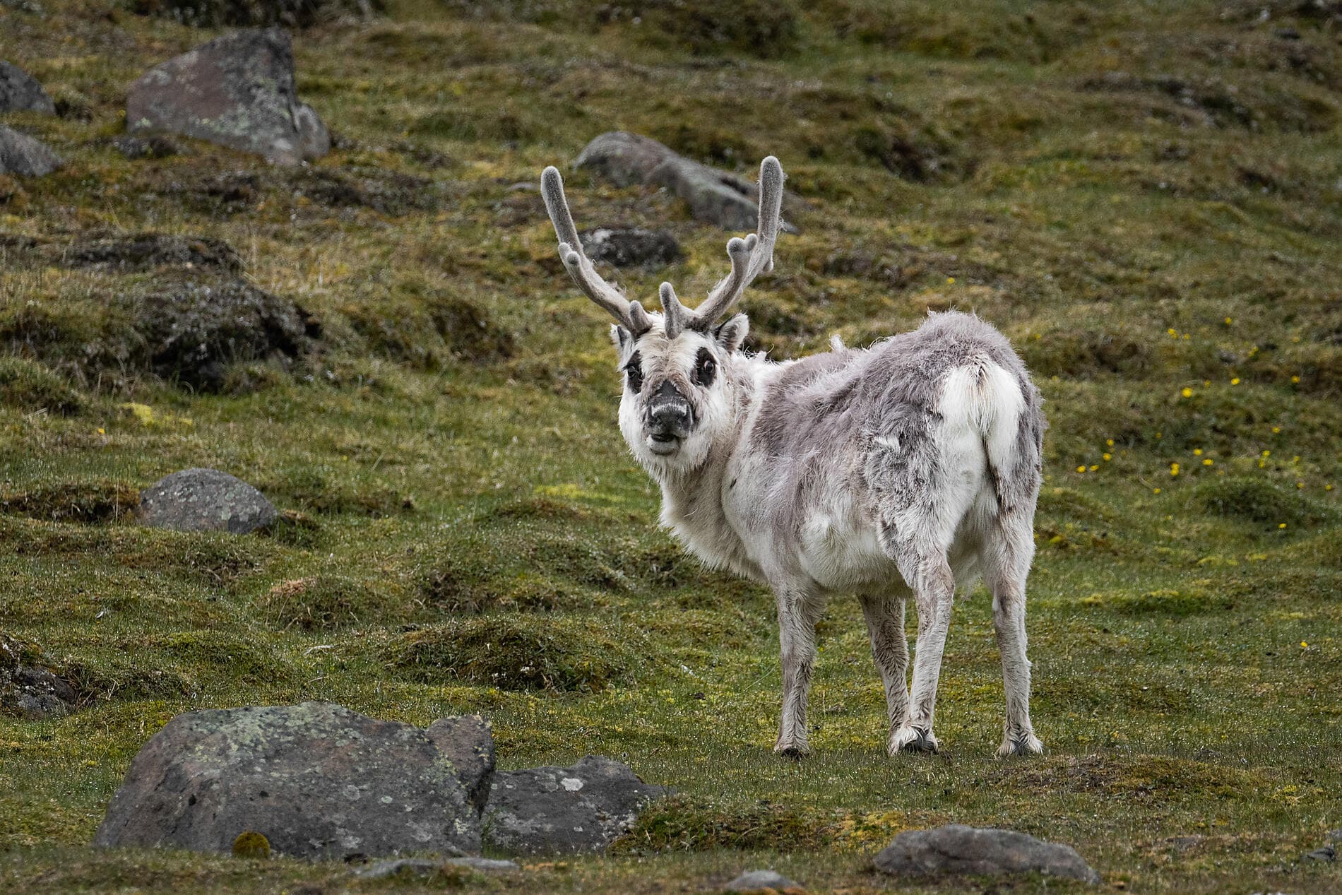 Au cœur des glaces de l'Arctique, du Svalbard au Groenland 