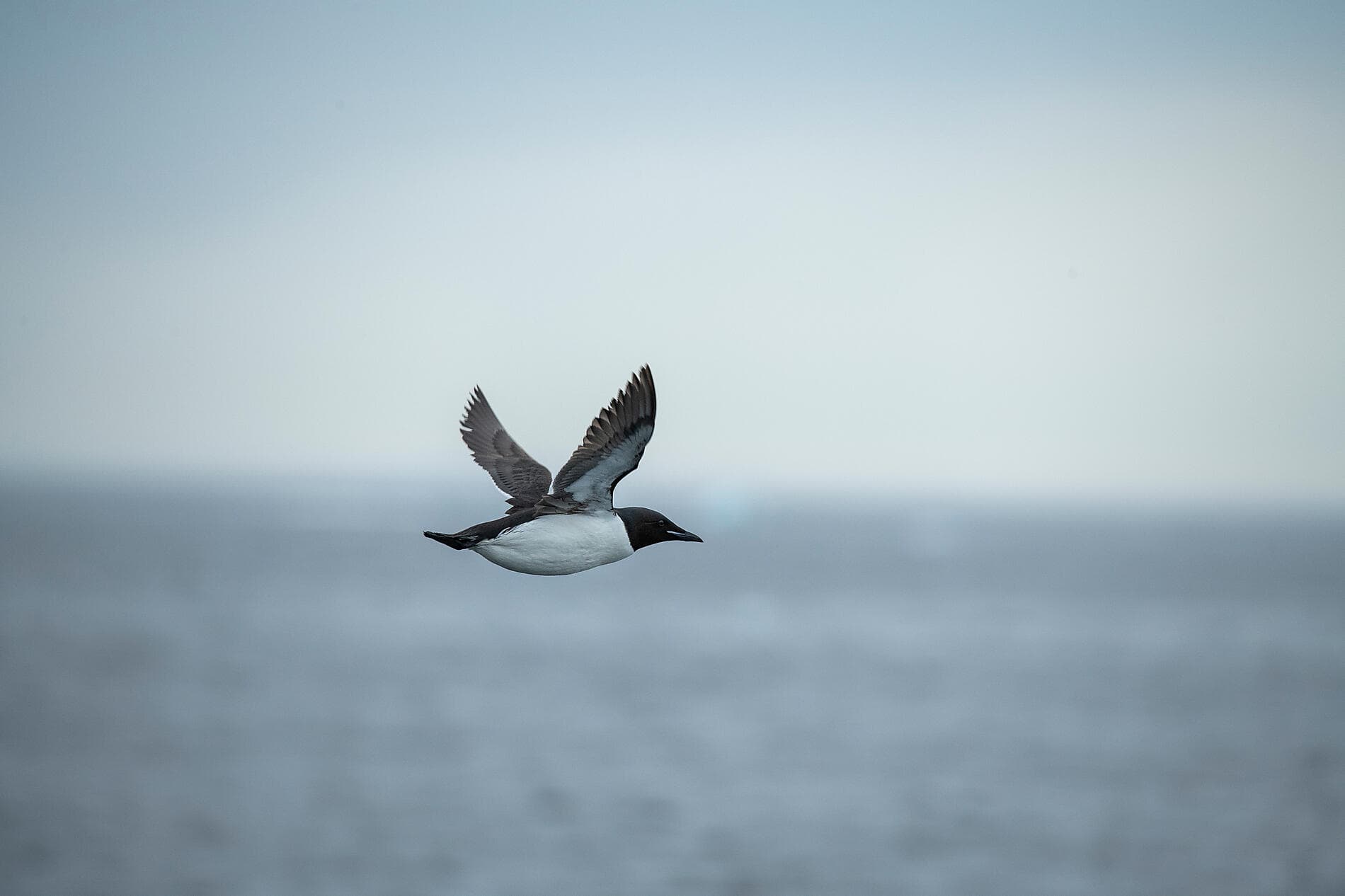 Des côtes sauvages du Groenland à la côte est du Canada 