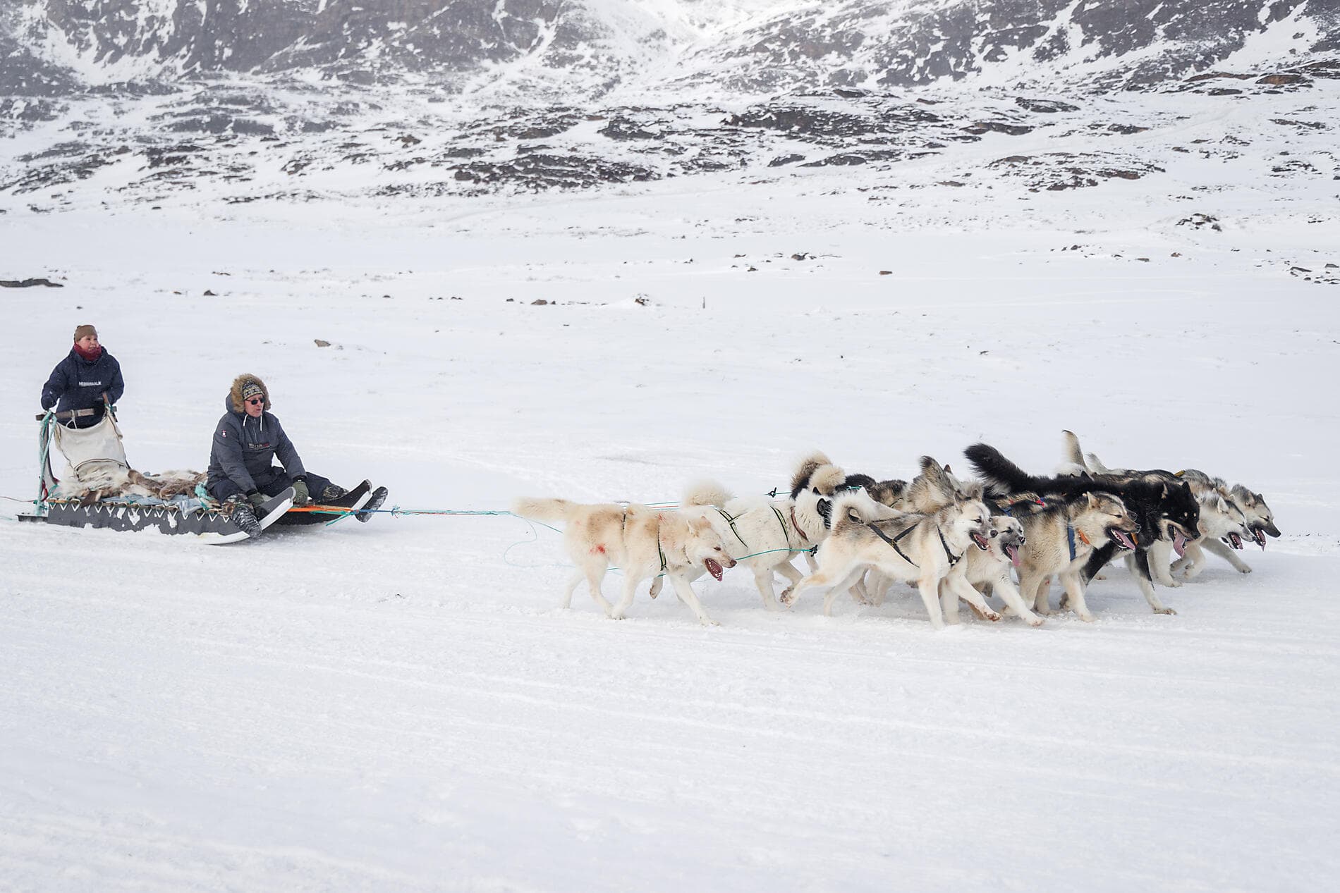 Premières rencontres et baie de Disko insoupçonnée 