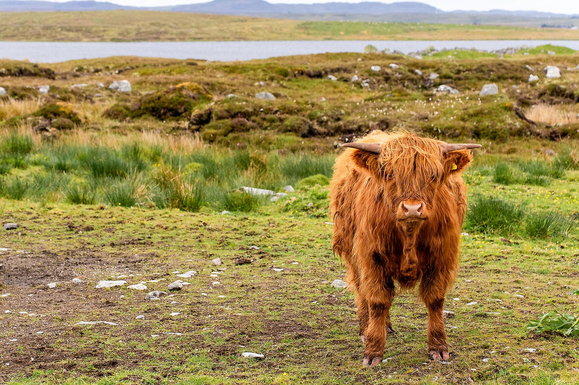 Archipels sauvages de l’Atlantique Nord  