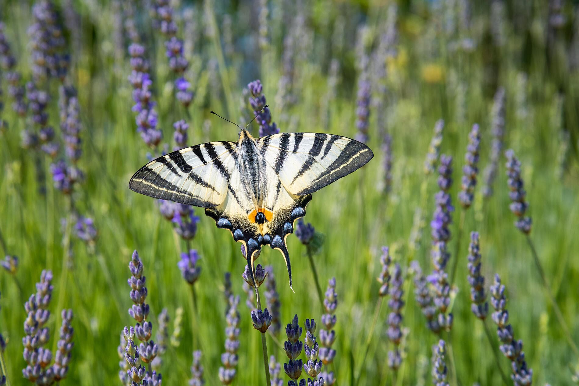La Croatie, sous les voiles du Ponant 