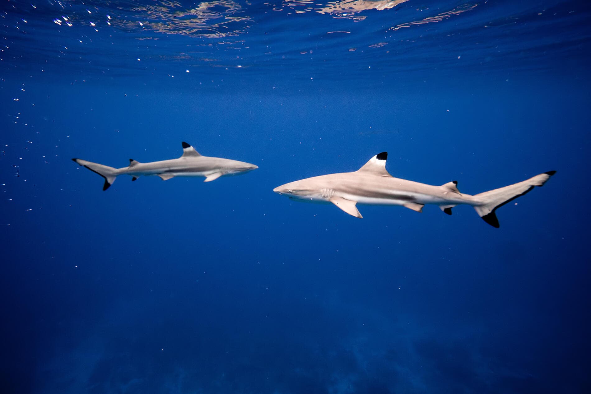 Perles des îles de la Société 