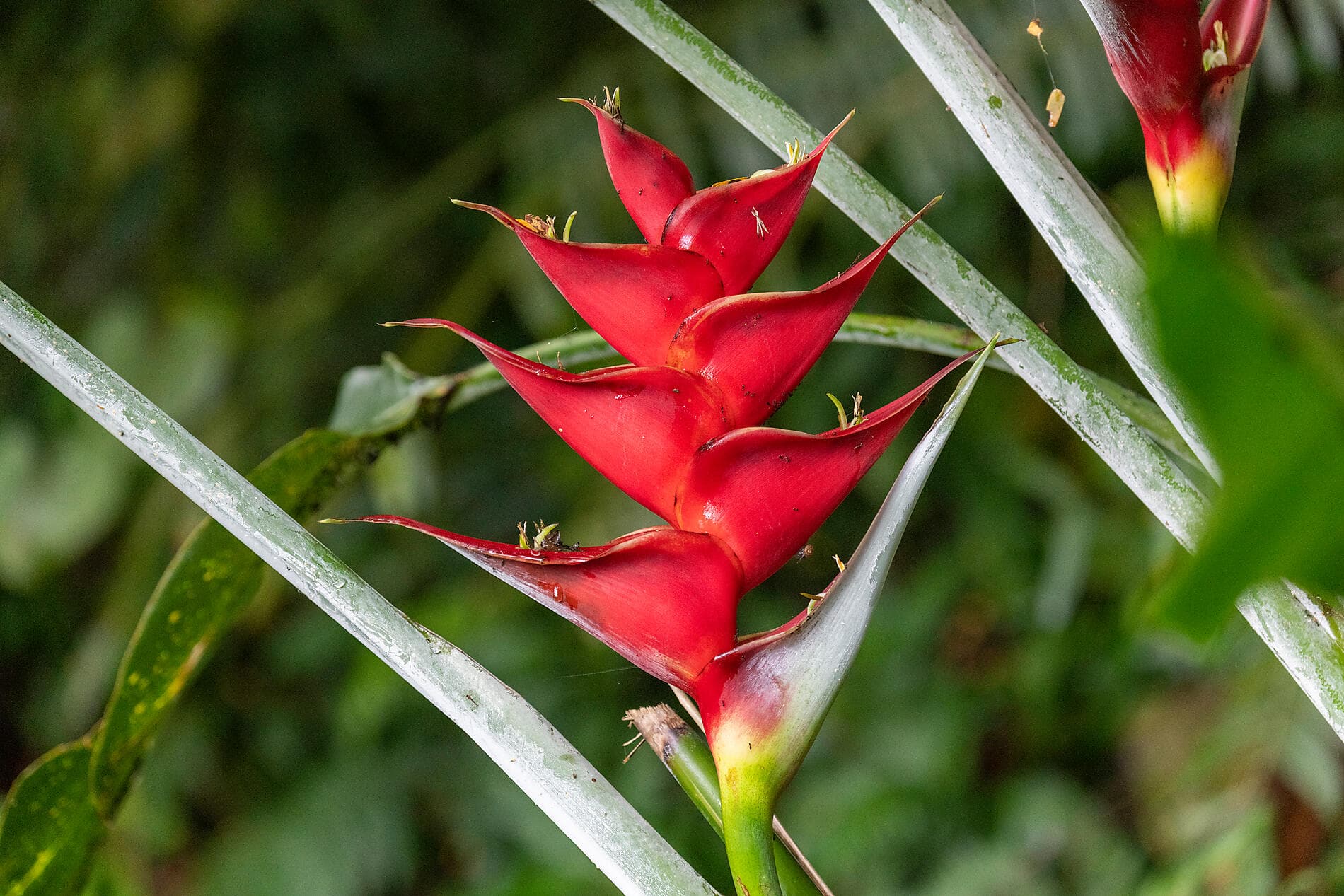 Îles Cook et îles de la Société 