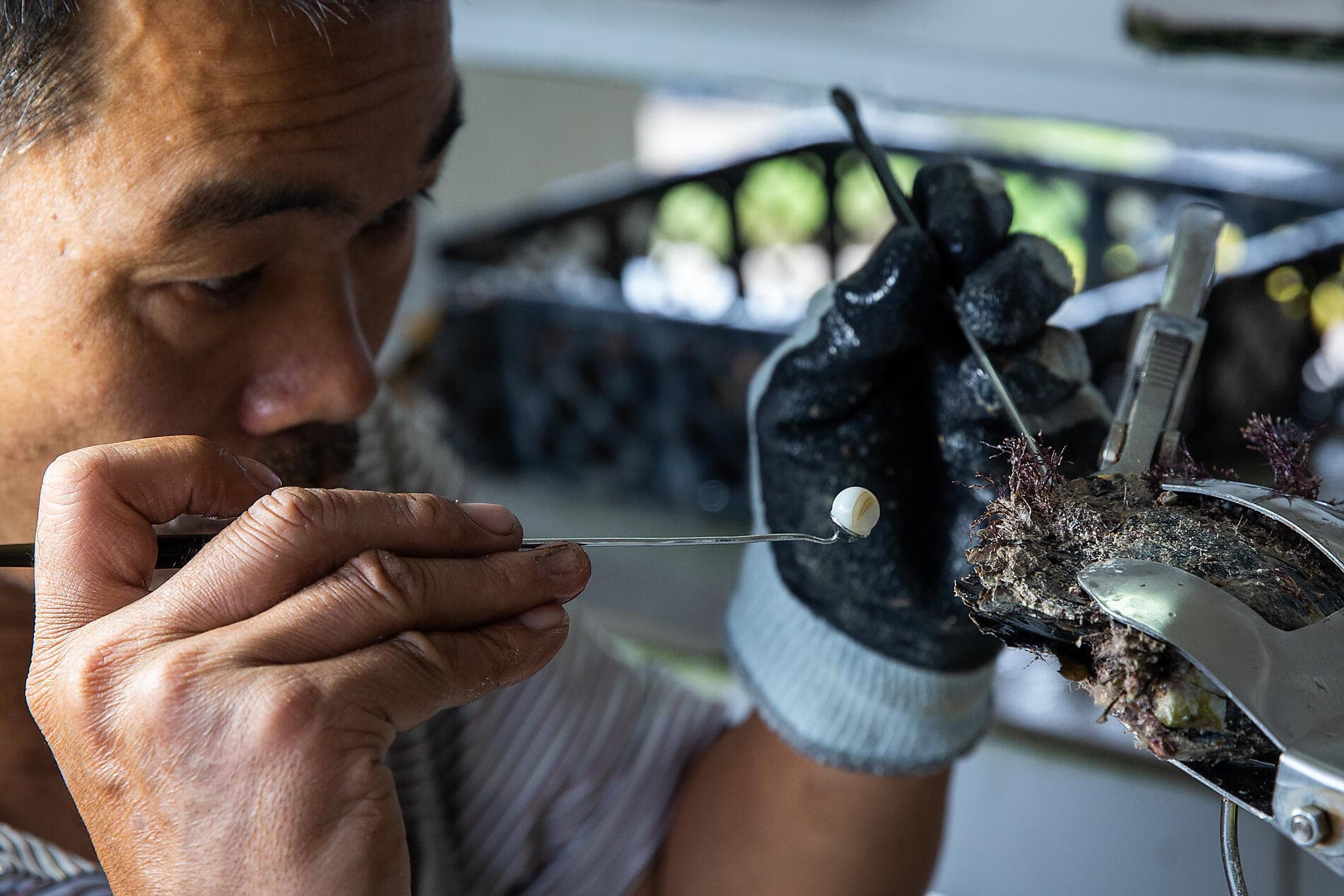 Polynésie française confidentielle et île Pitcairn 