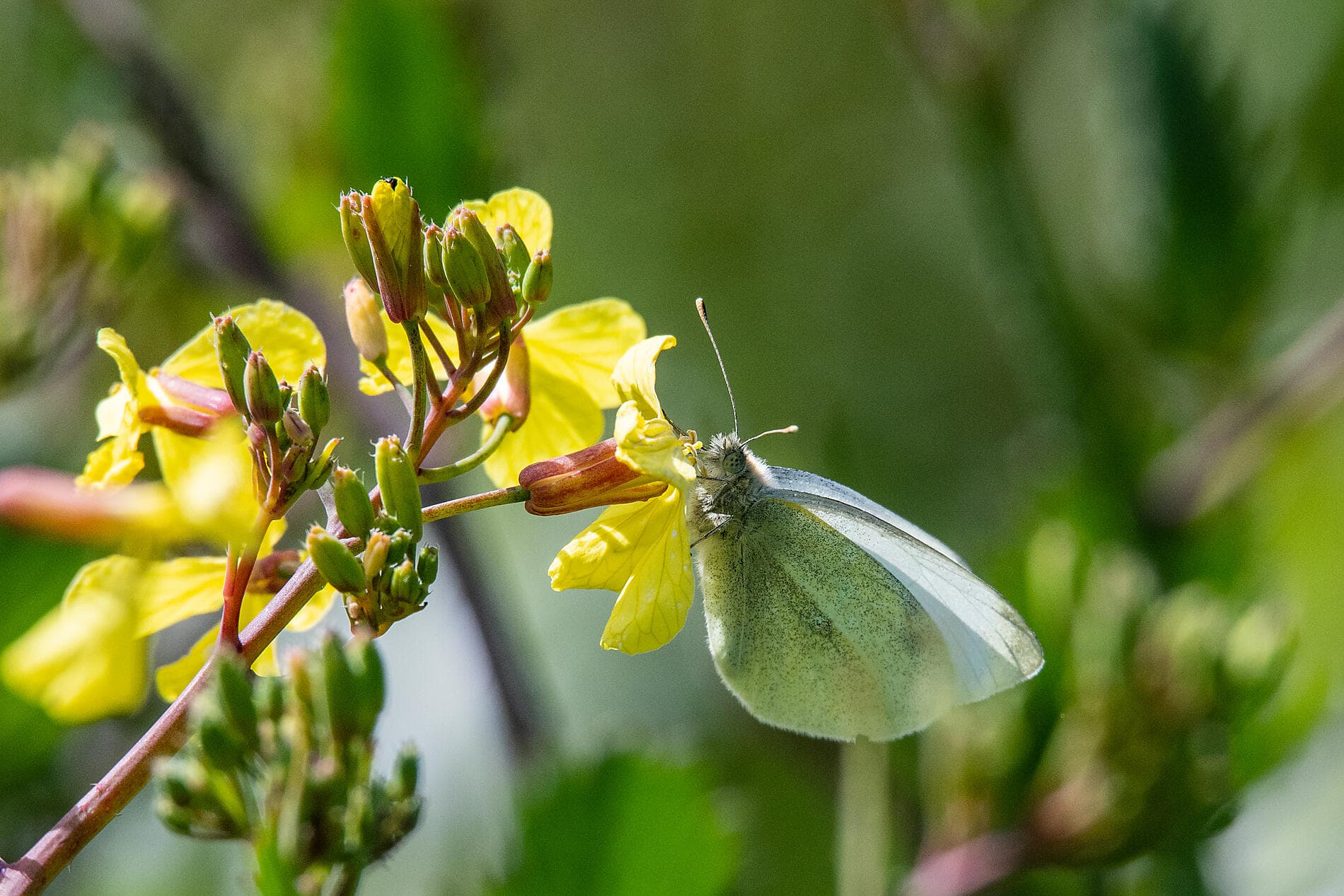 Archipels britanniques et rivages celtiques 
