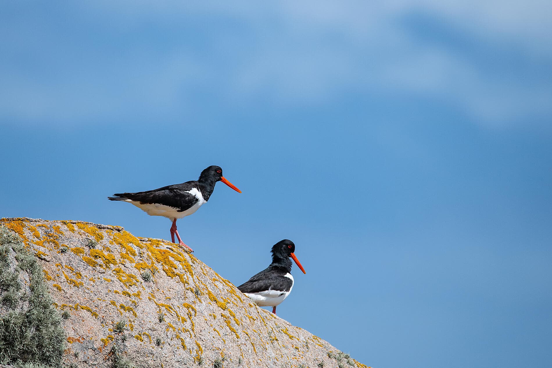 Archipels britanniques et rivages celtiques 