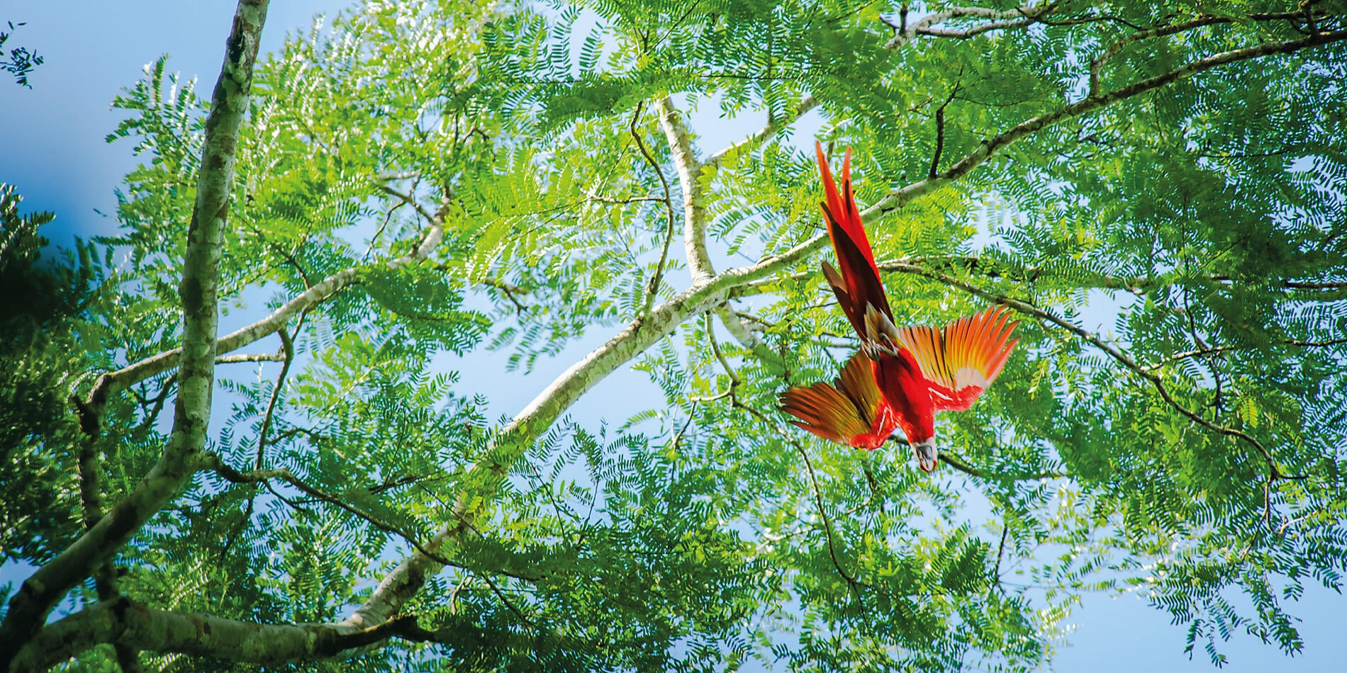 Canal de Panama et joyaux d’Amérique centrale 